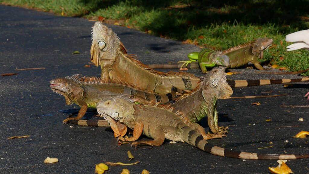 Urlaub Miami & Key West