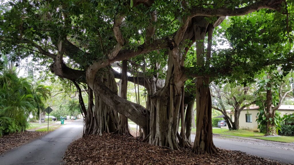 Urlaub Miami & Key West