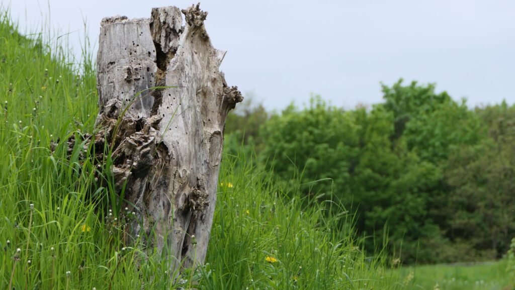 Kurzurlaub auf Usedom